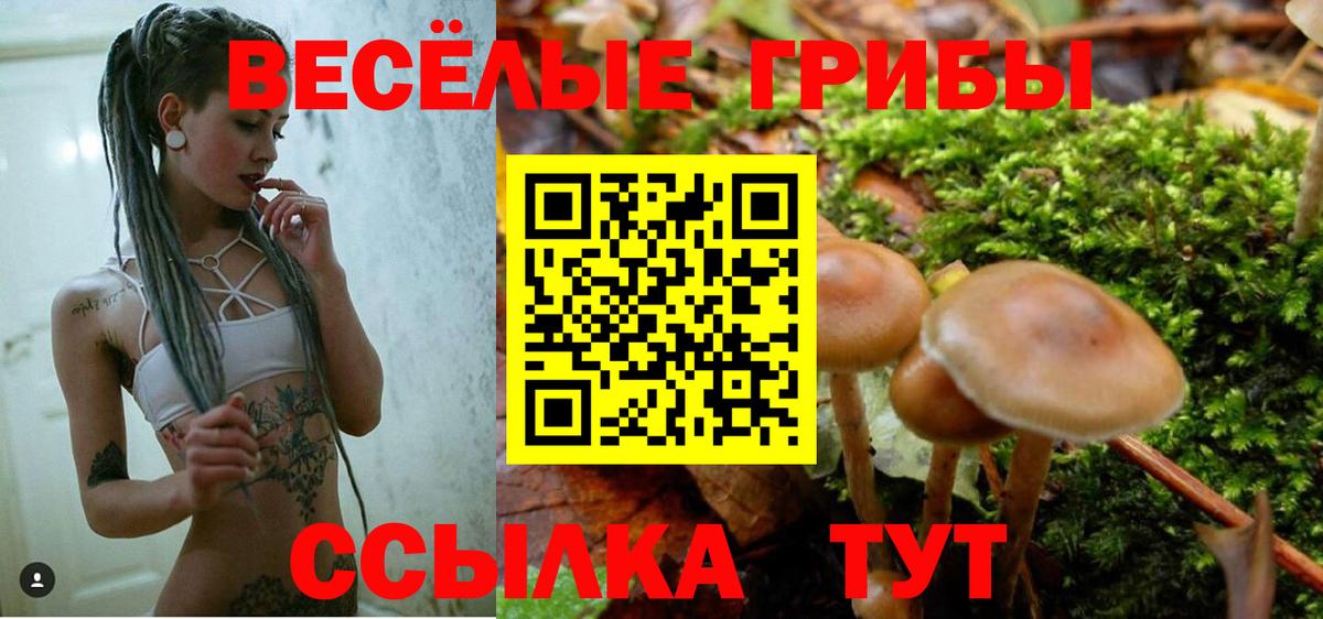 Псилоцибиновые грибы Psilocybe Димитровград